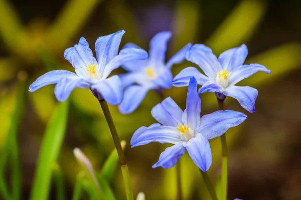 Floração Belas Flores Azuis Chionodoxa Jardim Primavera — Fotografia de Stock