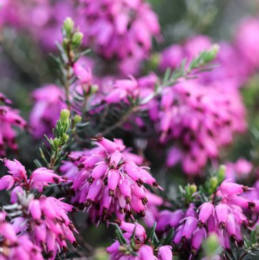 Pembe Erica carnea çiçekleri (kış fundalığı) baharın başında yağmurdan sonra bahçede. Çiçek geçmişi, botanik kavramı