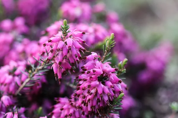 Rosa Erica Carnea Flores Brezo Invierno Jardín Después Lluvia Principios — Foto de Stock