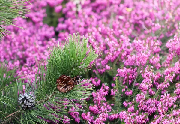 Pinheiro Ramificado Com Cones Fundo Flores Rosa Erica Carnea Heath — Fotografia de Stock