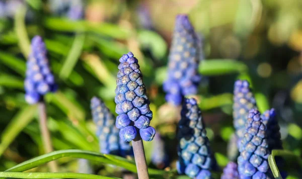Blaue Knospen Blühen Muscari Armeniacum Oder Traubenhyazinthe Vipernbogen — Stockfoto