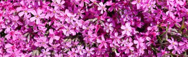 İlkbaharda pembe çiçeklerin (Phlox) arkaplanı