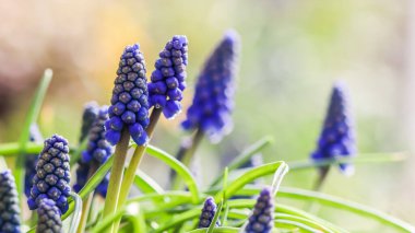 Mavi tomurcuklar, Muscari Ermeniacum veya Üzüm Hyacinth. Viper oku.