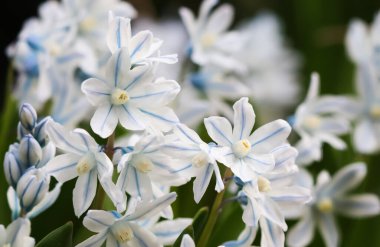 Bahar bahçesinde güzel beyaz çiçekler (Puschkinia scilloides) Blooming