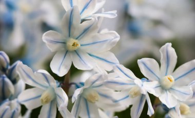 Bahar bahçesinde güzel beyaz çiçekler (Puschkinia scilloides) Blooming