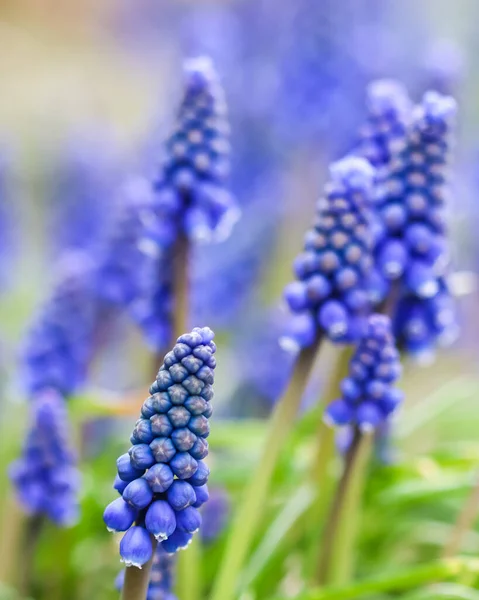 Blue Buds Flowers Muscari Armeniacum Grape Hyacinth Viper Bow — Stock Photo, Image