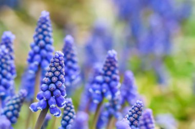Mavi tomurcuklar, Muscari Ermeniacum veya Üzüm Hyacinth. Viper oku.