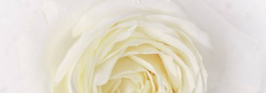 Botanik konsepti, düğün davetiyesi yumuşak odak noktası, soyut çiçek arkaplanı, beyaz gül çiçeği. Tatil markası tasarımı için Macro çiçek arkaplanı