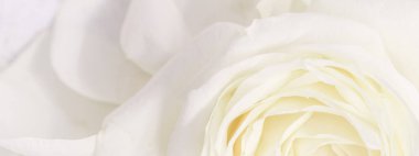 Botanik konsepti, düğün davetiyesi yumuşak odak noktası, soyut çiçek arkaplanı, beyaz gül çiçeği. Tatil markası tasarımı için Macro çiçek arkaplanı