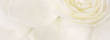 Botanik konsepti, düğün davetiyesi yumuşak odak noktası, soyut çiçek arkaplanı, beyaz gül çiçeği. Tatil markası tasarımı için Macro çiçek arkaplanı