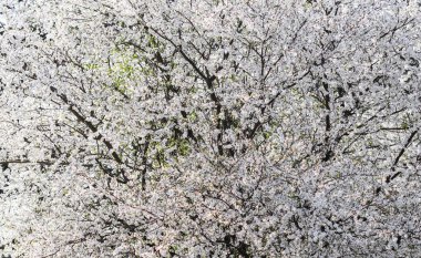 İlkbaharda kiraz çiçekleri açar. Güzel beyaz çiçekler