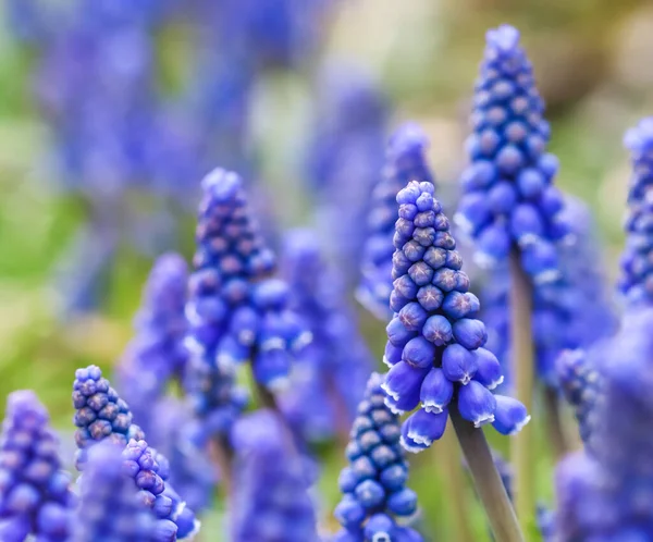 Blue buds flowers Muscari armeniacum or Grape Hyacinth. Viper bow — Stock Image Blue Buds Flowers Muscari Armeniacum Grape Hyacinth Viper Bow Stock Picture