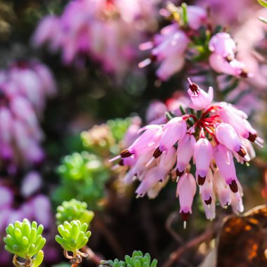 Baharın başında bahçede pembe Erica Carnea çiçekleri (kış fundalığı). Çiçek geçmişi, botanik kavramı