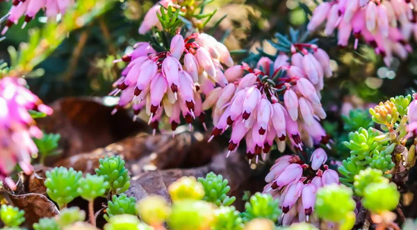 Roze Erica Carnea Bloemen Winterheide Tuin Het Vroege Voorjaar Bloemen — Stockfoto