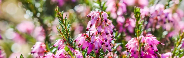 Rosa Erica Carnea Flores Brezo Invierno Jardín Principios Primavera Fondo — Foto de Stock