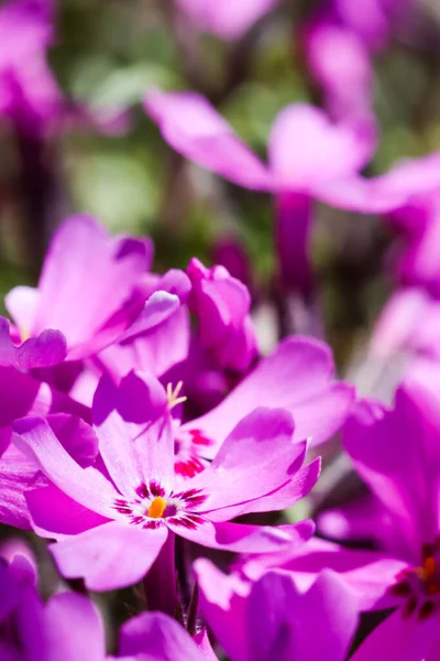 Fleurs Roses Phlox Rampant Printemps Fond Floral — Photo