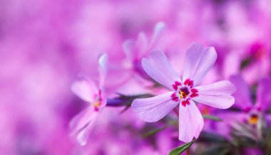 Baharda Sürünen Phlox 'un pembe çiçekleri. Çiçek arka planı.