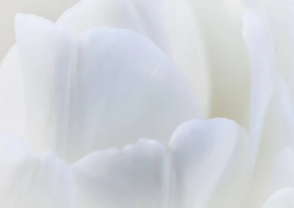 Astratto Sfondo Floreale Fiore Tulipano Bianco Macro Fiori Sfondo Design — Foto Stock
