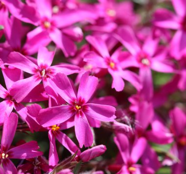 Baharda Sürünen Phlox 'un pembe çiçekleri. Çiçek arka planı.