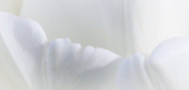 Soyut çiçek arkaplanı, beyaz lale çiçeği. Tatil markası tasarımı için Macro çiçek arkaplanı. Botanik kavramı