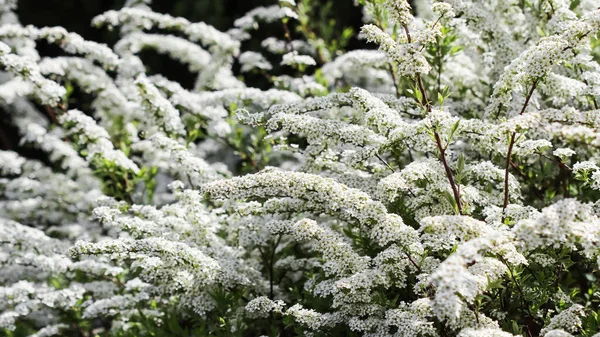 Thunberg Spirea Spiraea Thunbergii Arbusto Flor Fundo Flores Brancas — Fotografia de Stock