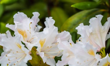 Bahar bahçesinde Rhododendron Cunningham 's White' ın güzel beyaz çiçeği. Bahçe işleri konsepti. Çiçek arka planı