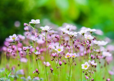 Bahar bahçesinde Saxifrage yosununun narin pembe çiçekleri. Çiçek arka planı