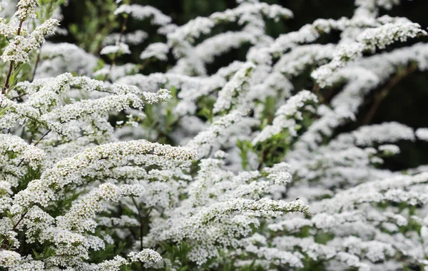 Thunberg Spirea Spiraea Thunbergii Blüht Hintergrund Der Weißen Blumen — Stockfoto