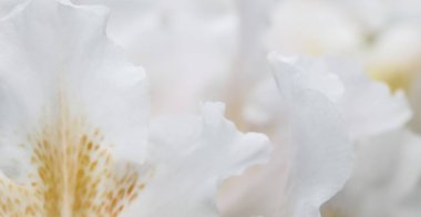 Botanik konsepti - Yumuşak odak, soyut çiçek arkaplanı, beyaz Rhododendron çiçek yaprakları. Tatil markası tasarımı için Macro çiçek arkaplanı
