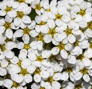 Thunberg Spirea (Spiraea Thunbergii) çalıları çiçek açıyor. Beyaz çiçeklerin arkaplanı