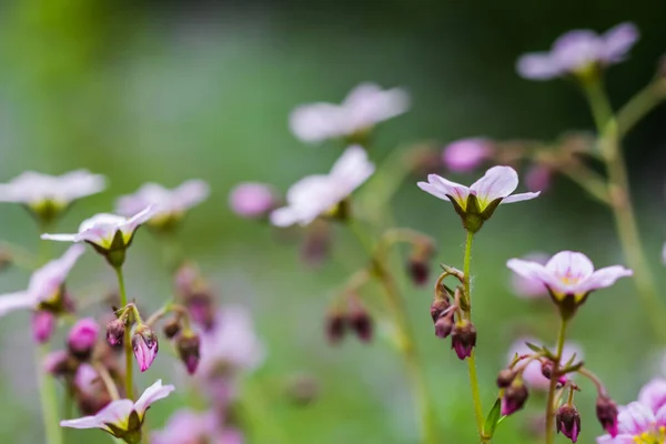정원에 프레지 이끼의 분홍색 식물학적 — 스톡 사진