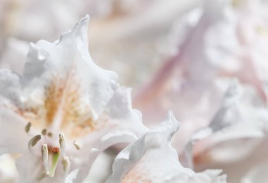 Botanik konsepti - Yumuşak odak, soyut çiçek arkaplanı, beyaz Rhododendron çiçek yaprakları. Tatil markası tasarımı için Macro çiçek arkaplanı
