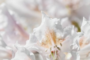Botanik konsepti - Yumuşak odak, soyut çiçek arkaplanı, beyaz Rhododendron çiçek yaprakları. Tatil markası tasarımı için Macro çiçek arkaplanı