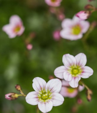 Bahar bahçesinde Saxifrage yosununun narin pembe çiçekleri. Çiçek arka planı