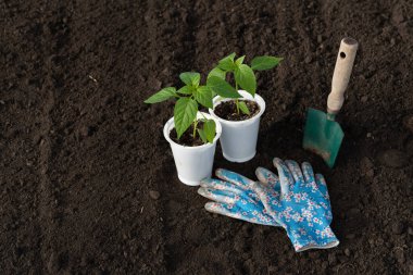 Beyaz bardaklı iki biber tohumu, bitkiler için hazırlanmış olarak yerde duruyor. Bahçe suyu ve eldiven. Tarım alanında toprağa sebze ekme üzerine bahar çalışması. Malzemeleriniz için boş yer.