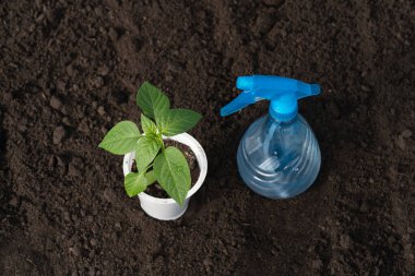 Beyaz bardakta bir biber tohumu ve yerde suyla mavi bir sprey, yapraklarda çiy damlaları, yakın plan, üst görüş.