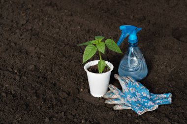 Plastik bardakta biber, çiçekte bahçe eldivenleri, toprak zemininde su olan mavi kurşun makinesi, yapraklarda çiy. Bahçede ya da çiftlikte sebzelerle bahar işi. Metnin için boş yer.