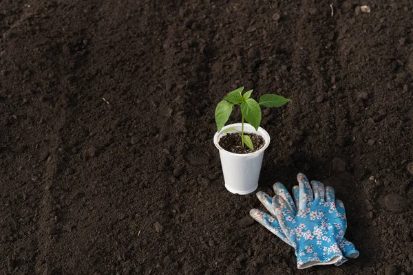 Toprağın arka planında biber ve eldiven, yapraklarda çiy, yan görüş, metnin için boş alan, baharda bahçede ya da serada çalışma.