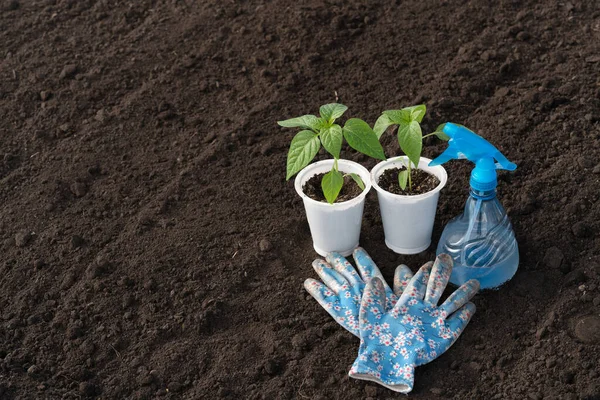Two seedlings of pepper in plastic pots, garden gloves in a flower, blue bullet machine with water on a background of soil, dew on the leaves. Spring work with vegetables in the garden or on the farm. Free space for your text.