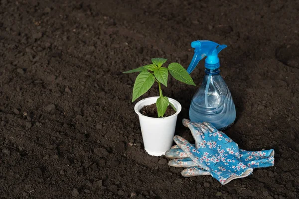 Plastik bardakta biber, çiçekte bahçe eldivenleri, toprak zemininde su olan mavi kurşun makinesi, yapraklarda çiy. Bahçede ya da çiftlikte sebzelerle bahar işi. Metnin için boş yer.