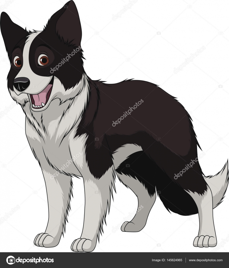 Funny Purebred Border Collie Vector Image By C Andrey Makurin Vector Stock Funny Purebred Border Collie Vector Image By C Andrey Makurin Vector Stock
