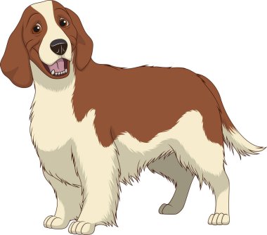 Komik safkan Springer Spaniel