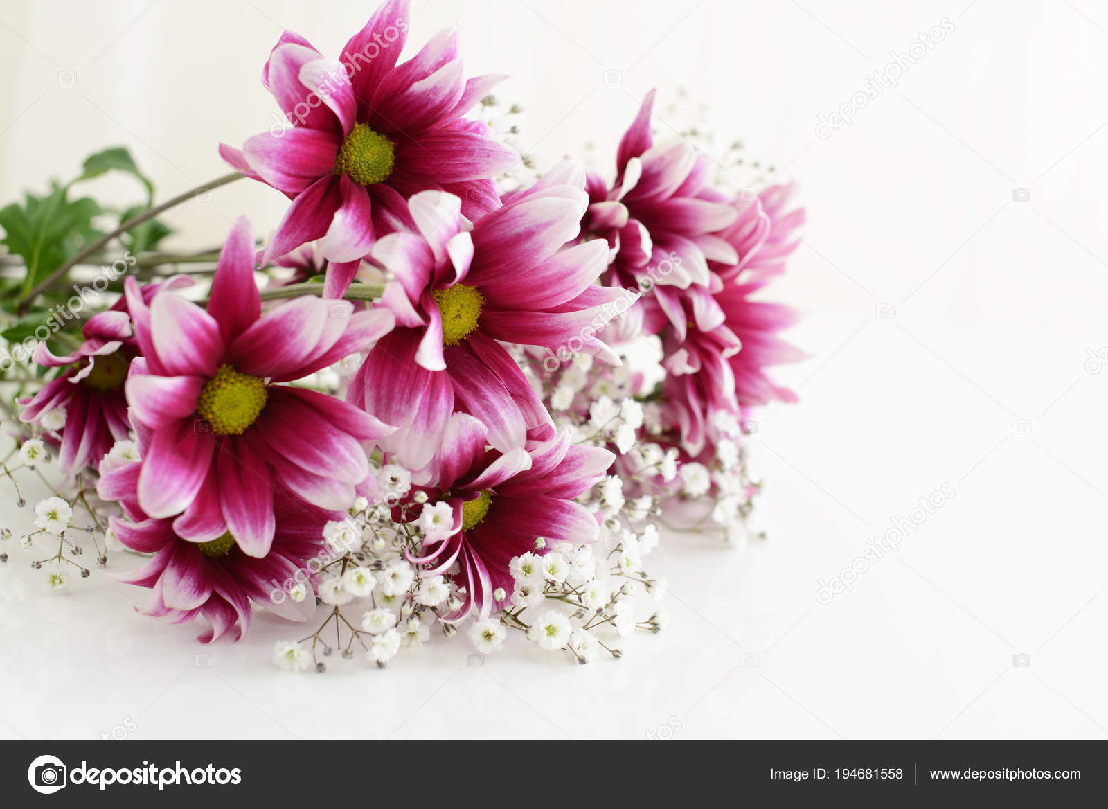 Beautiful Cute Full Bloom Flowers Stock Photo Image By C Liza5450