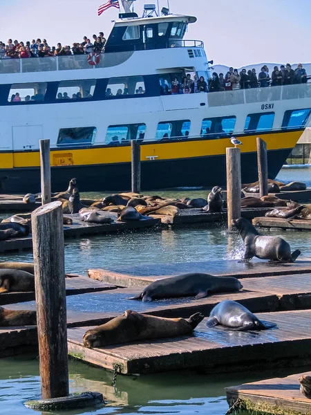 SAN FRANCISCO, CA, USA - 12 NOV 2007: Passeggeri del traghetto Blue and Gold Fleet Oski vedono leoni marini sdraiati su una piattaforma di zattera di legno al molo 39 il 12 novembre 2007 a San Francisco — Foto Stock