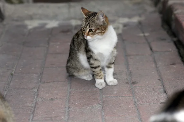 고양이의 근접 촬영 샷 — 스톡 사진