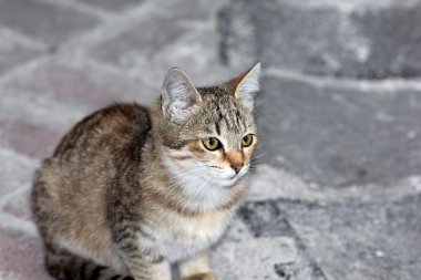 bir kedi closeup çekim