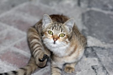 bir kedi closeup çekim