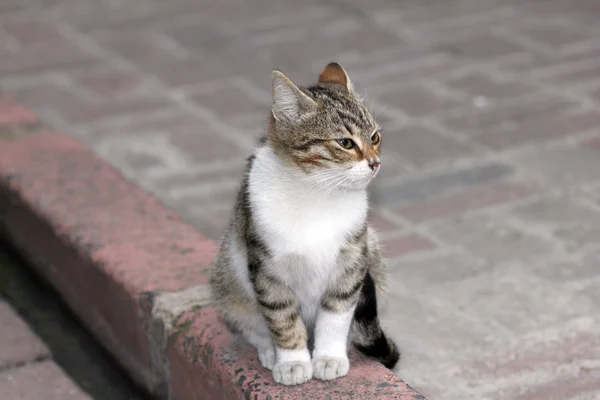 Primer plano disparo de un gato — Foto de Stock