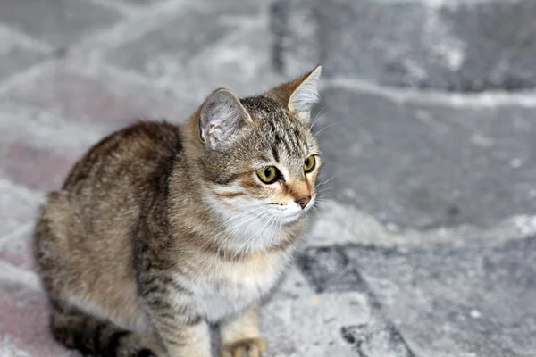 Primo piano colpo di un gatto — Foto Stock