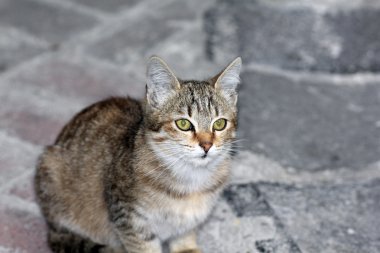 bir kedi closeup çekim